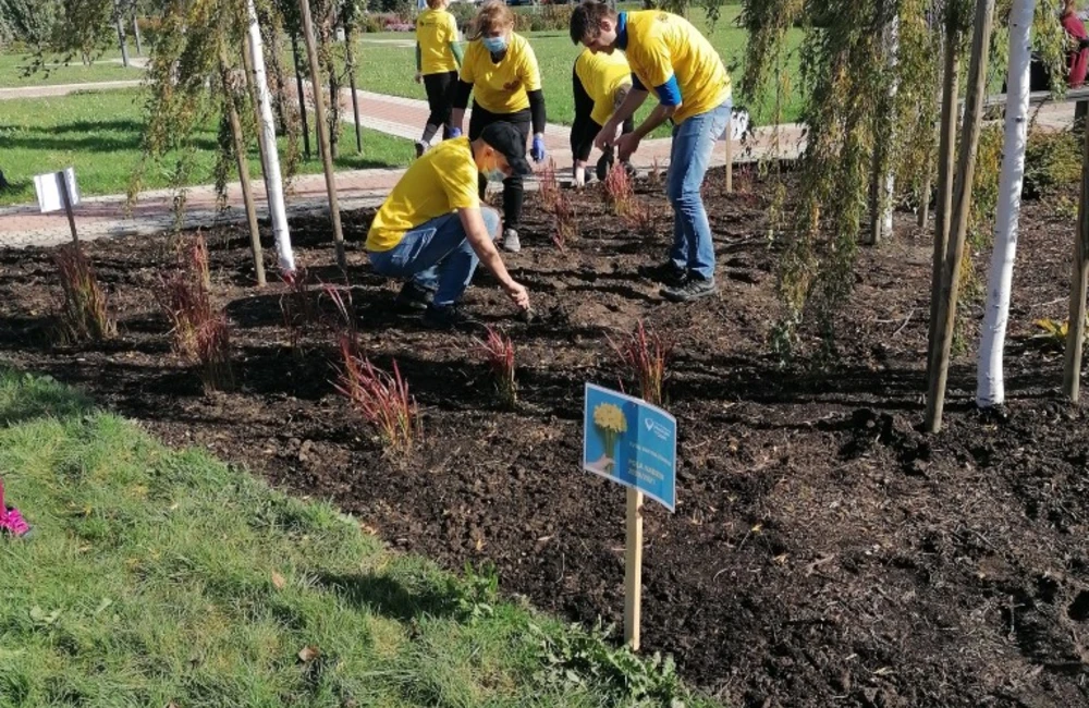 Pola Nadziei. Zasadzą żonkile w Parku Papieskim w szczytnym celu 