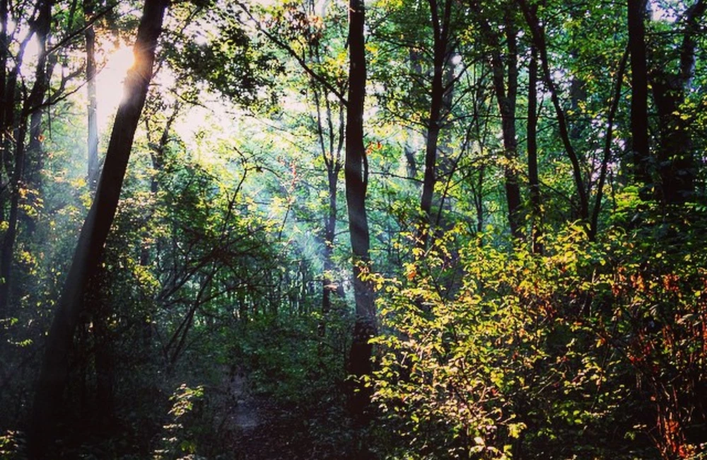 Jaki los czeka rezerwat "Lisia Góra"? Dyskusja w Uniwersytecie Rzeszowskim 