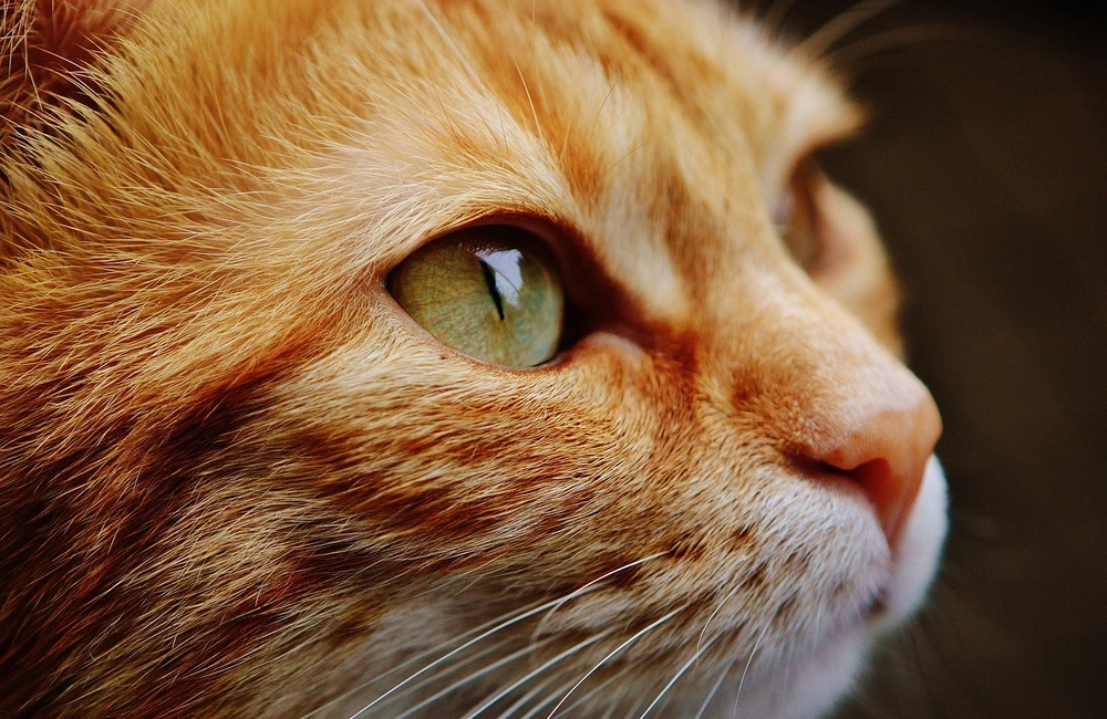 Dzień Kota z Fundacją Felineus. Gościem specjalnym będzie "Marcin z Lasu" Kostrzyński