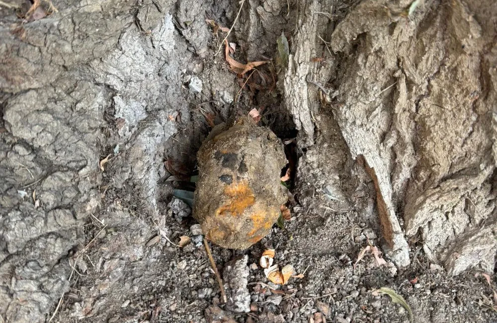 Niewybuch przed budynkiem Filharmonii Podkarpackiej