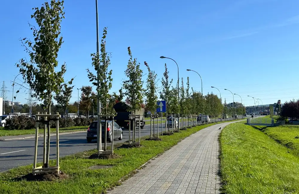 W Rzeszowie rozpoczęły się jesienne nasadzenia. Przybędzie ponad 1000 drzew