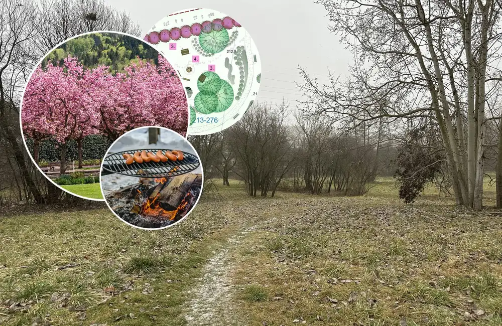 Na os. Baranówka powstanie sad owocowy z paleniskiem i alejką wiśniową
