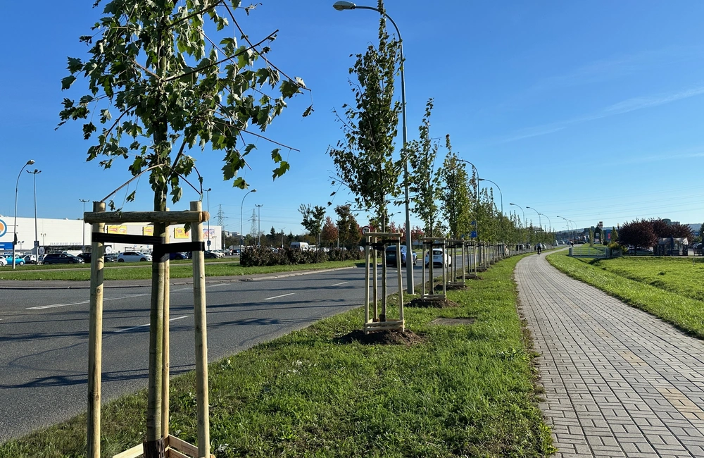 W Rzeszowie trwają jesienne nasadzenia. Przybędzie ponad 8 tys. roślin 