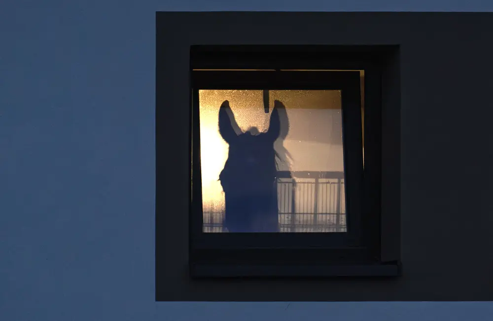 Joanna Feil - wyróżnienie / Materiały prasowe