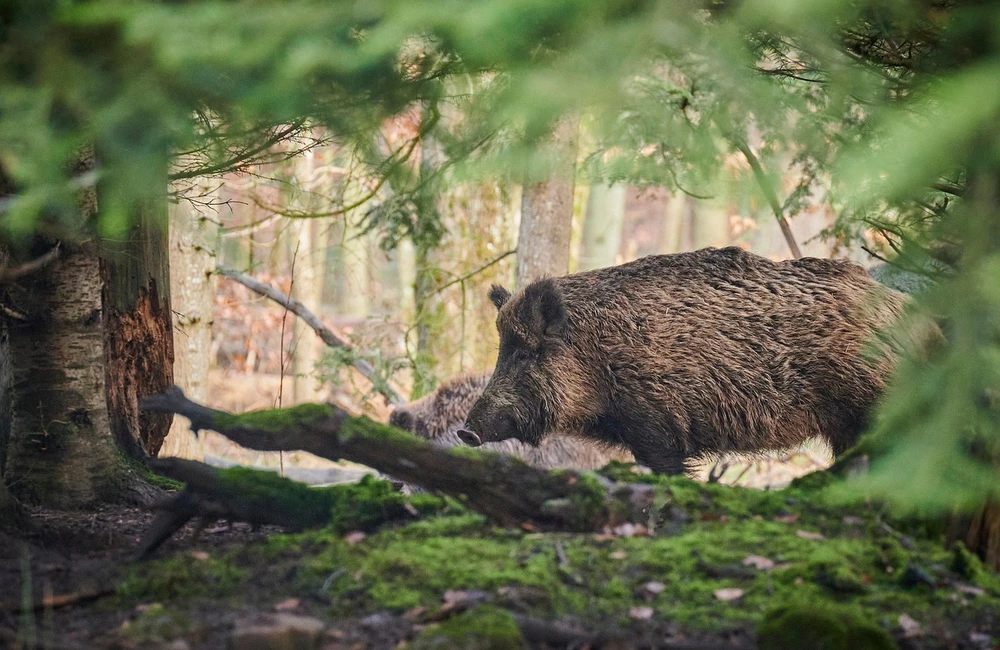 Ognisko ASF na Podkarpaciu. Ustanowiono strefę zakażenia