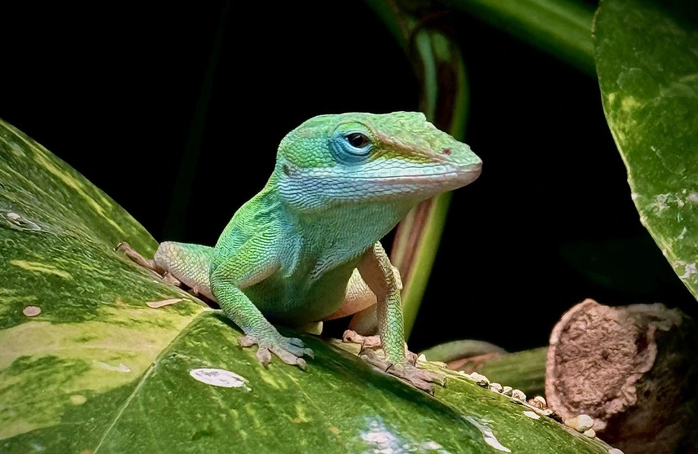 Wild Life - egzotyczne zwierzęta i rośliny w Rzeszowskim Domu Kultury