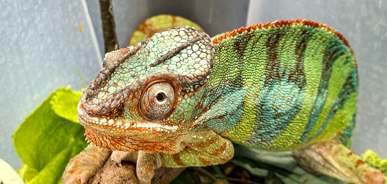 Zdjęcie z poprzedniej edycji Targów Exoticarium - fot. ViC / Archiwum RESinet.pl