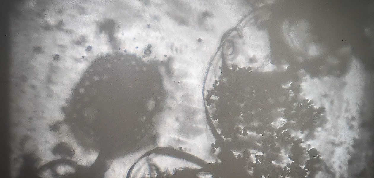 Zdjęcie z wystawy Dno Lasu - fot. ViC / RESinet.pl