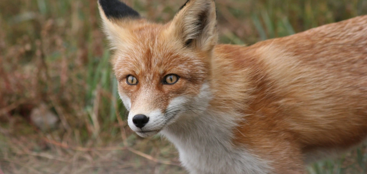 Zdjęcie ilustracyjne / fot. Pixabay