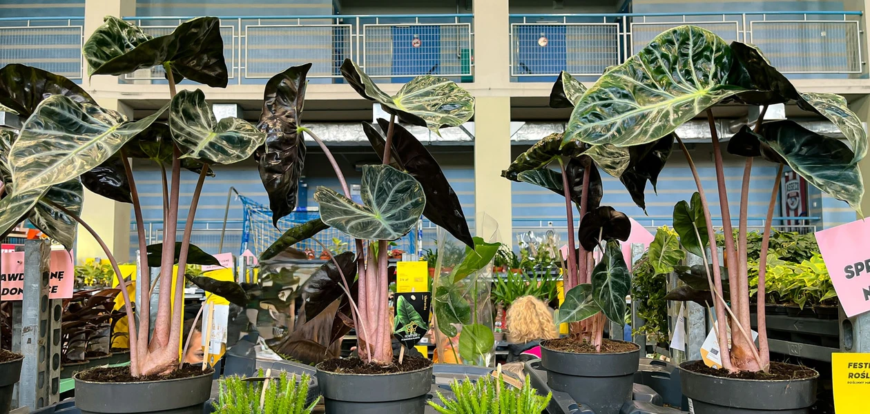 Zdjęcie z poprzedniej edycji Festiwalu Roślin w Rzeszowie / fot. RESinet.pl