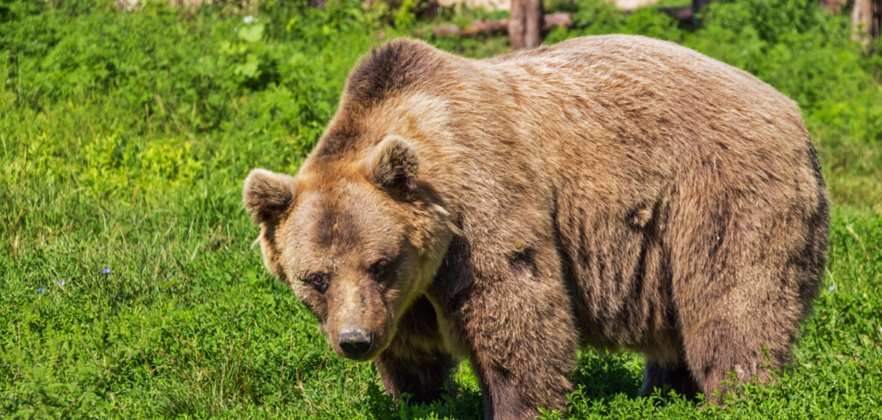 Zdjęcie ilustracyjne / fot. Pixabay