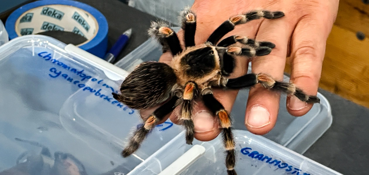 Zdjęcie z poprzedniej edycji Targów Exoticarium - fot. ViC / Archiwum RESinet.pl