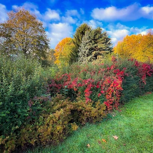 Barwy jesieni  - Rzeszów, Przyroda