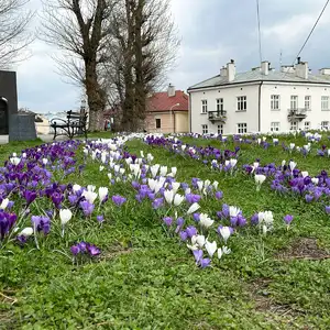 Łąka krokusowa na placu Cichociemnych w Rzeszowie  - Rzeszów, Przyroda