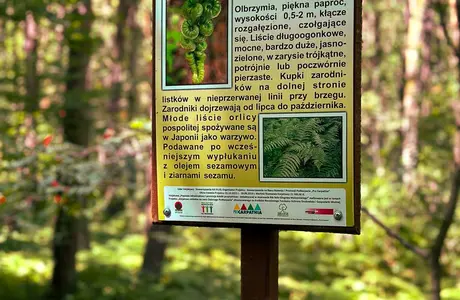 Rzeszów - Rezerwat Przyrody "BÓR" niedaleko Rzeszowa
