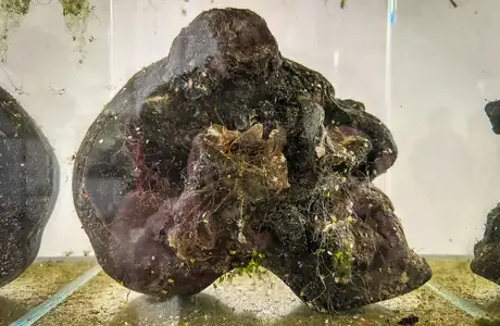 Rzeszów - Bartosz Nalepa / DNO LASU - wystawa w BWA