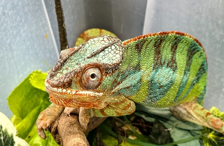 Dwudniowe targi terrarystyczne w hali Podpromie. Pojawią się ekskluzywne okazy z USA Zdjęcie z poprzedniej edycji Targów Exoticarium - fot. ViC / Archiwum RESinet.pl 