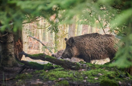 Ognisko ASF na Podkarpaciu. Ustanowiono strefę zakażenia Ognisko ASF na Podkarpaciu / fot. Pixabay 