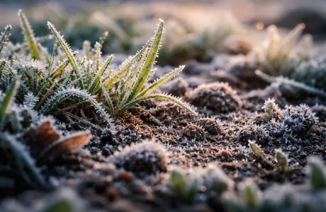 Uwaga – przymrozki na Podkarpaciu. IMGW wydał ostrzeżenie Zdjęcie ilustracyjne / fot. SI 