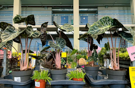 Wiosenna edycja festiwalu dla miłośników roślin w weekend w Rzeszowie Zdjęcie z poprzedniej edycji Festiwalu Roślin w Rzeszowie / fot. RESinet.pl 