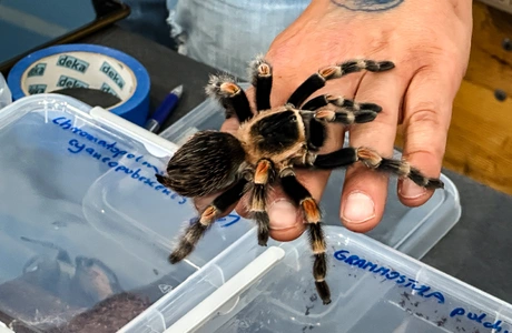 Węże, jaszczurki i… pająki. Exoticarium wraca do Rzeszowa Zdjęcie z poprzedniej edycji Targów Exoticarium - fot. ViC / Archiwum RESinet.pl 