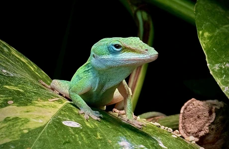 Wild Life - egzotyczne zwierzęta i rośliny w Rzeszowskim Domu Kultury fot. Wild Life 