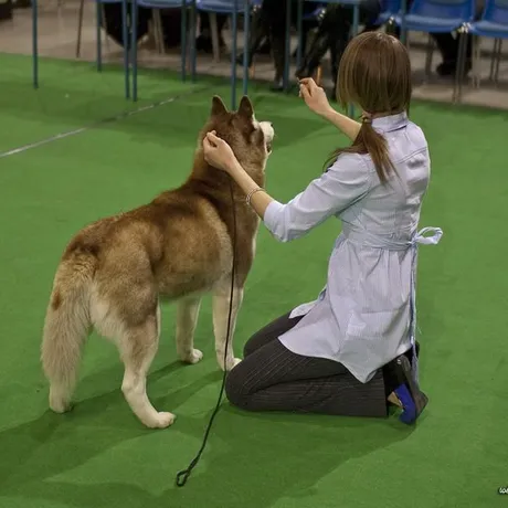 III Międzynarodowa Wystawa Psów Rasowych w Rzeszowie - fot 3