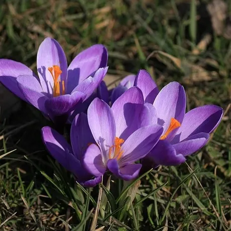 NARESZCIE WIOSNA - fot 17