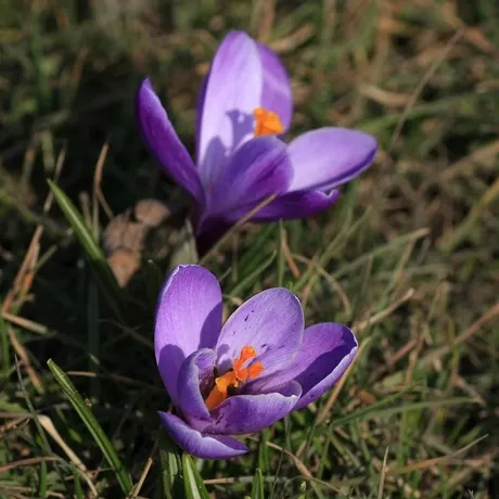 NARESZCIE WIOSNA - fot 14