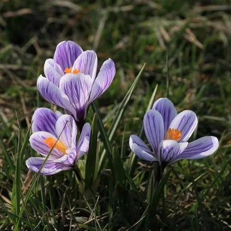 NARESZCIE WIOSNA - fot 4