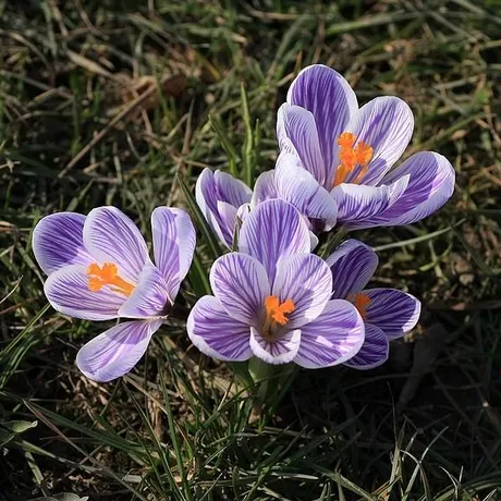 NARESZCIE WIOSNA - fot 3