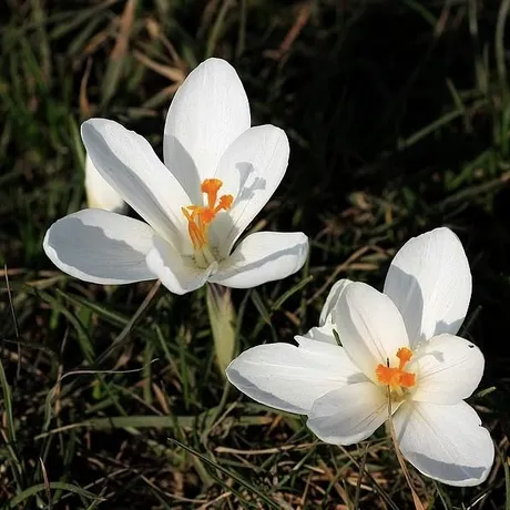 NARESZCIE WIOSNA - fot 2