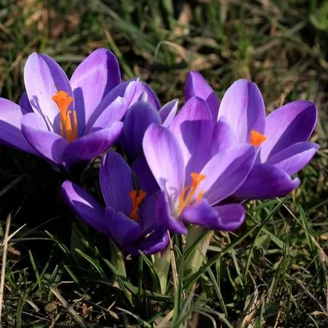 NARESZCIE WIOSNA - fot 9