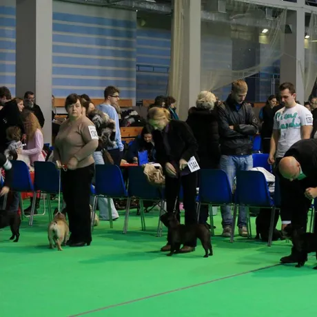 MiędzynarodowaWystawa Psów Rasowych w Rzeszowie  - fot 17