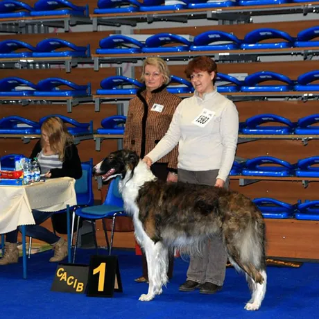 MiędzynarodowaWystawa Psów Rasowych w Rzeszowie  - fot 7
