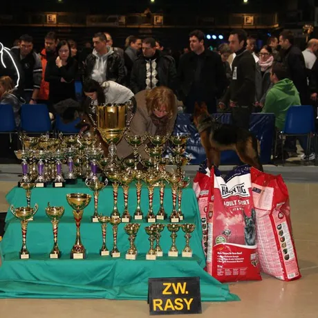 MiędzynarodowaWystawa Psów Rasowych w Rzeszowie  - fot 5