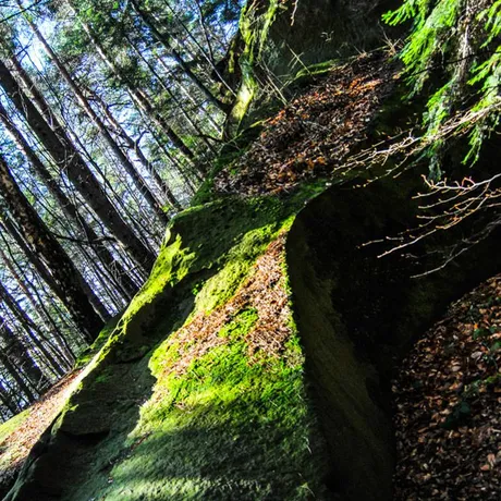 Prządki, Zamek w Odrzykoniu - fot 22