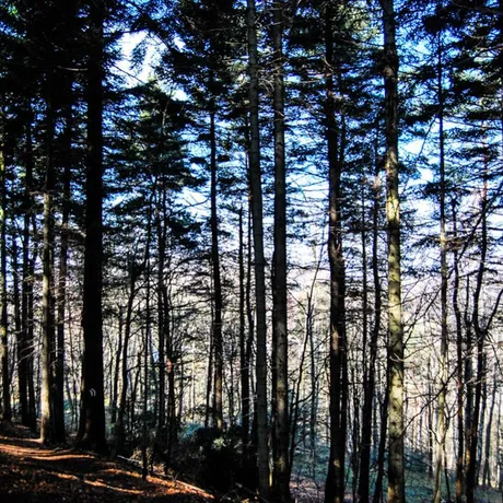 Prządki, Zamek w Odrzykoniu - fot 25
