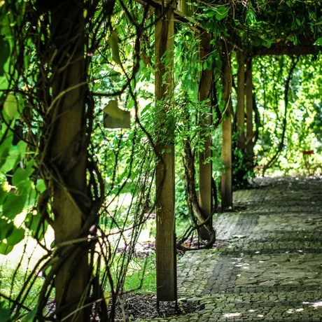 Podkarpacie: Arboretum w Bolestraszycach - fot 20