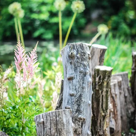 Podkarpacie: Arboretum w Bolestraszycach - fot 25