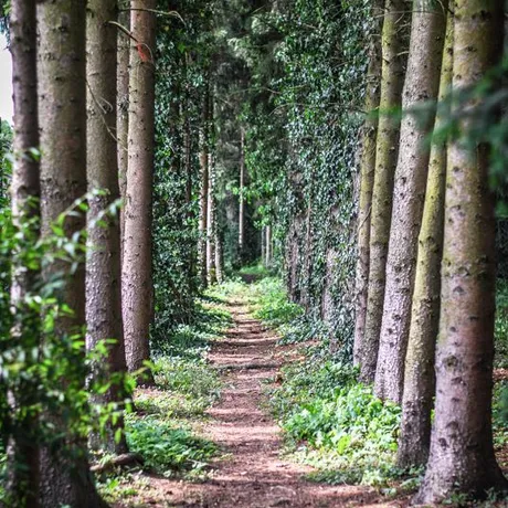 Podkarpacie: Arboretum w Bolestraszycach - fot 12