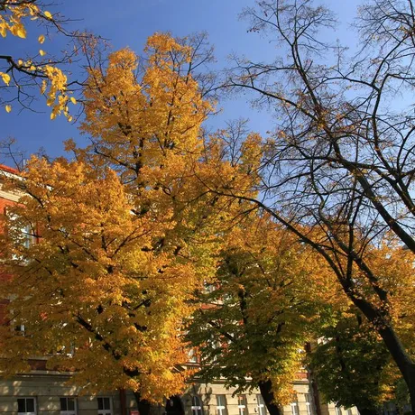Jesień w Rzeszowie  - fot 33