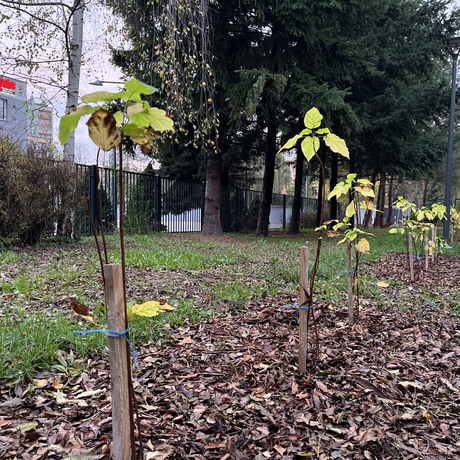 Park dla Seniora przy ul. Staszica w Rzeszowie - fot 3
