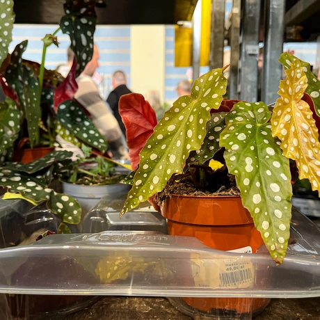 Wiosenna edycja Festiwalu Roślin w hali Podpromie - fot 18