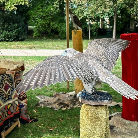 Rzeszów - Święto Parku w Muzeum-Zamku w Łańcucie - fot 33