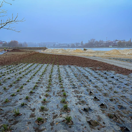 Rzeszów - Budowa miejskiej plaży nad Wisłokiem [listopad 2024] - fot 18