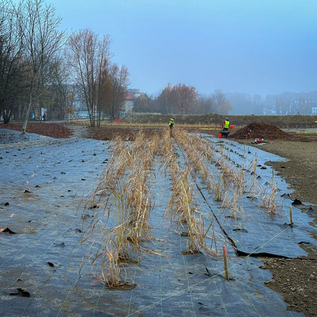 Rzeszów - Budowa miejskiej plaży nad Wisłokiem [listopad 2024] - fot 16