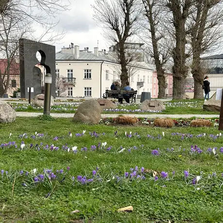 Rzeszów - Łąka krokusowa na placu Cichociemnych w Rzeszowie - fot 2
