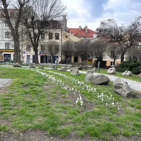 Rzeszów - Łąka krokusowa na placu Cichociemnych w Rzeszowie - fot 5