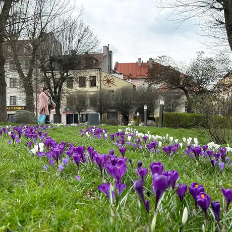 Rzeszów - Łąka krokusowa na placu Cichociemnych w Rzeszowie - fot 10